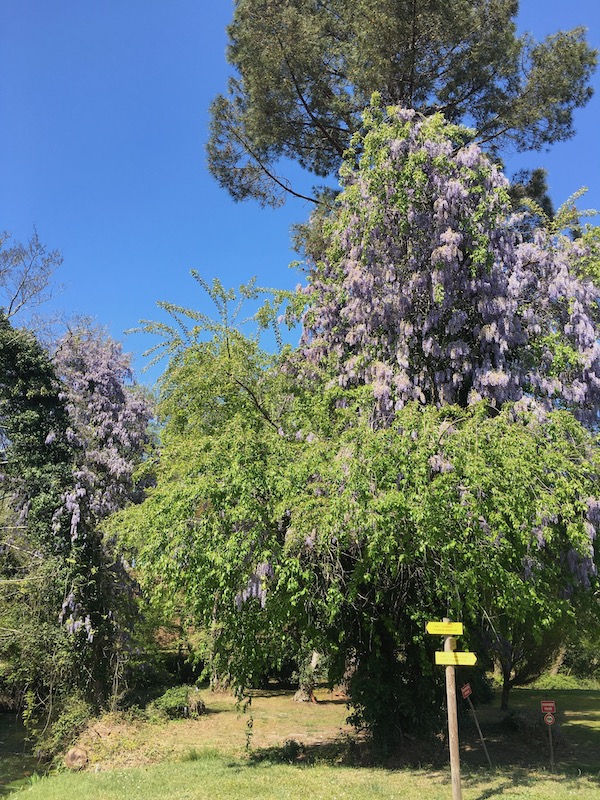 Un des jardins du village de Lévignacq avec sa superbe glycine envahissant un arbre